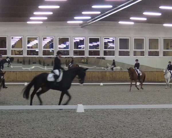 Reitturnier Freudenberg 2017