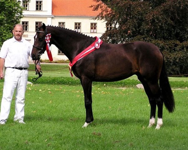 broodmare Gørklintgårds Kiki Dée (Danish Warmblood, 2003, from Sunny-Boy)