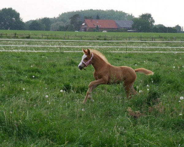 broodmare Daily Sunrise 8 (German Riding Pony, 2018, from Dreidimensional AT NRW)