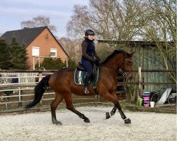 dressage horse Morpheus (Westphalian, 2013, from E.H. Millennium)