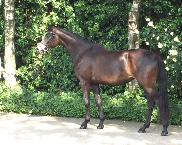 broodmare Please Me (Trakehner, 2015, from E.H. Millennium)