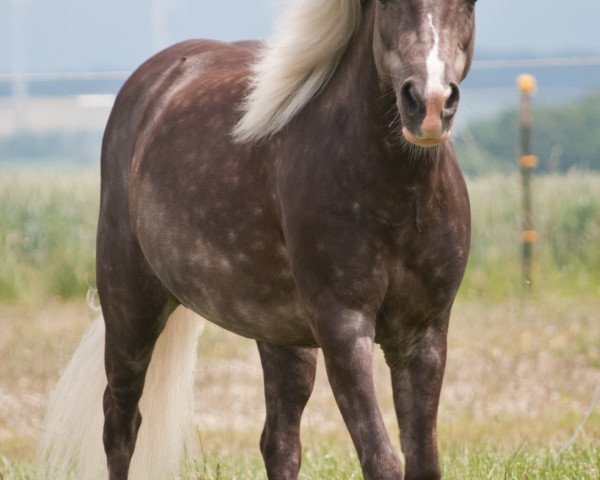 broodmare Anna von Warfen (German Classic Pony, 2006, from KC Coyne Connection)