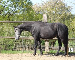 broodmare Grace and Peace (Hanoverian, 2013, from Ginsberg)