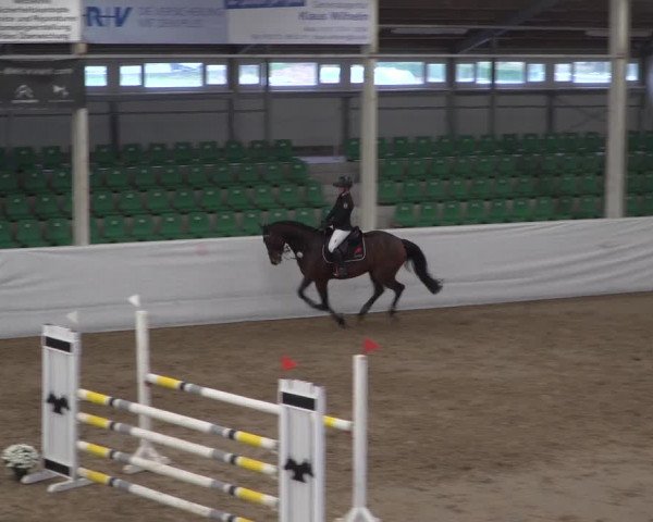 Reitturnier Zweibrücken 2017
