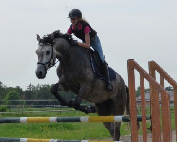 horse Levicon (Oldenburg, 2012, from Levisonn 208 FIN)