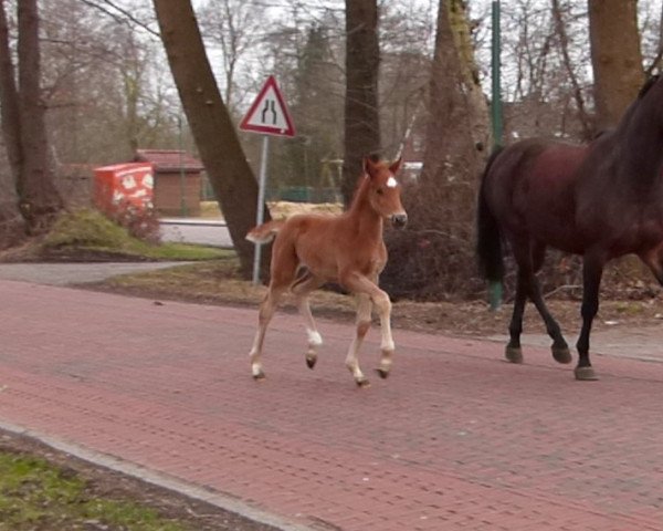 dressage horse Siehe da! (Hanoverian, 2018, from Secret)