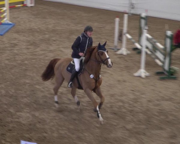 Reitturnier Zweibrücken 2017