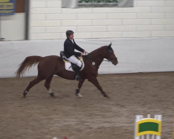 Reitturnier Zweibrücken 2017