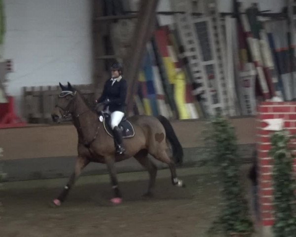 Reitturnier HH-Hummelsbüttel 2017