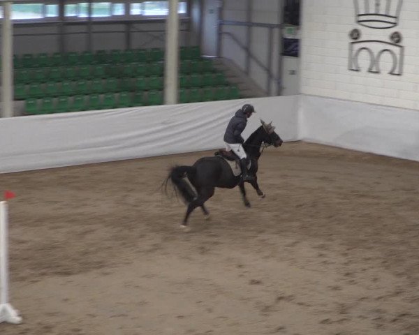 Reitturnier Zweibrücken 2017