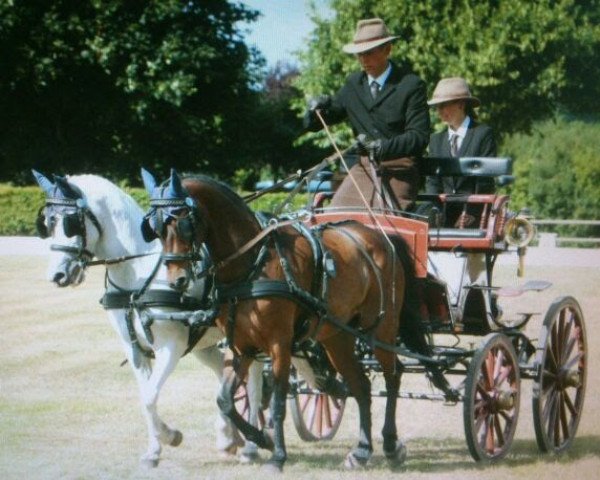 dressage horse Grando (German Riding Pony, 2001, from Gregory) dressage horse Grando (German Riding Pony, 2001, from Gregory)