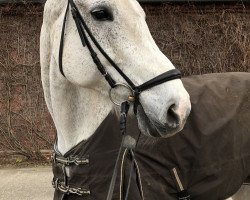 dressage horse Shakira (Westphalian, 2003, from Sir Bedo)