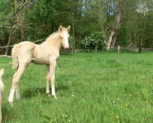 horse Neo Veneziano DC (German Riding Pony, 2018, from Negro-Veneziano)