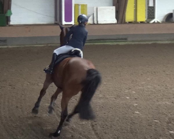 Reitturnier HH-Hummelsbüttel 2017