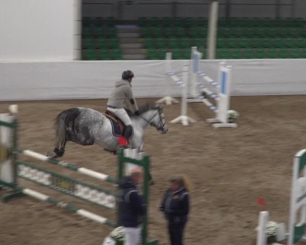Reitturnier Zweibrücken 2017