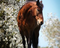 dressage horse Alina 436 (Austrian Warmblood, 2006, from Amigo)
