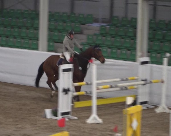Reitturnier Zweibrücken 2017