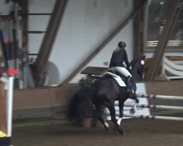 Reitturnier HH-Hummelsbüttel 2017