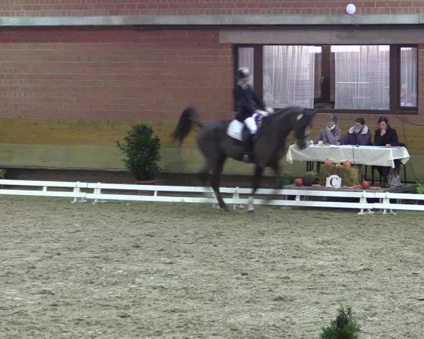 Reitturnier Paderborn 2017
