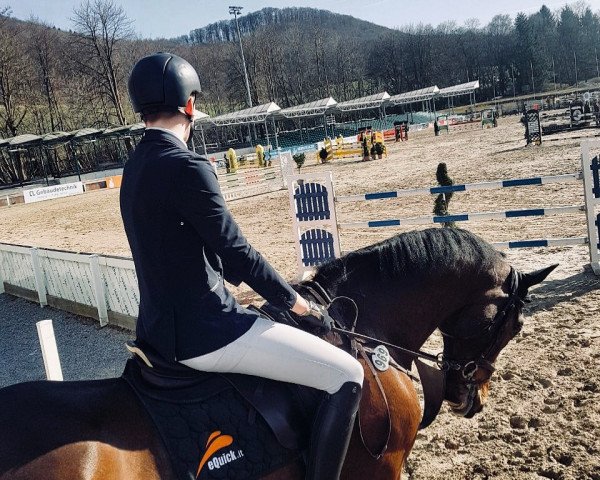 jumper Panther 127 (anglo european sporthorse, 2010, from Paquito Z)