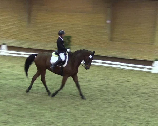 Reitturnier Paderborn 2017