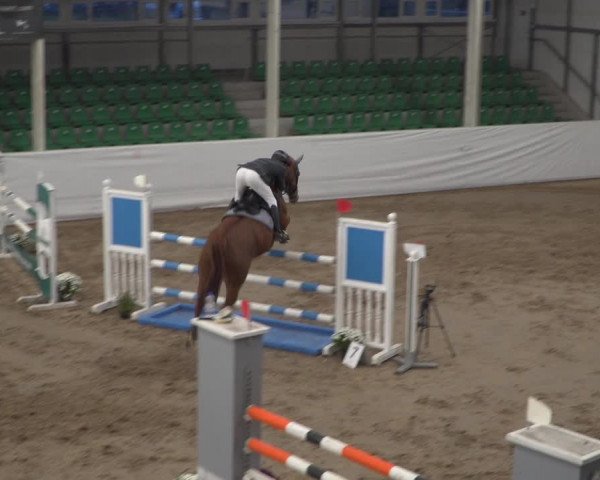Reitturnier Zweibrücken 2017