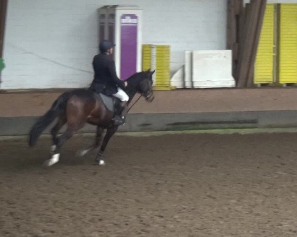 Reitturnier HH-Hummelsbüttel 2017