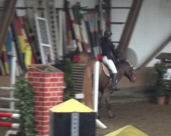 Reitturnier HH-Hummelsbüttel 2017