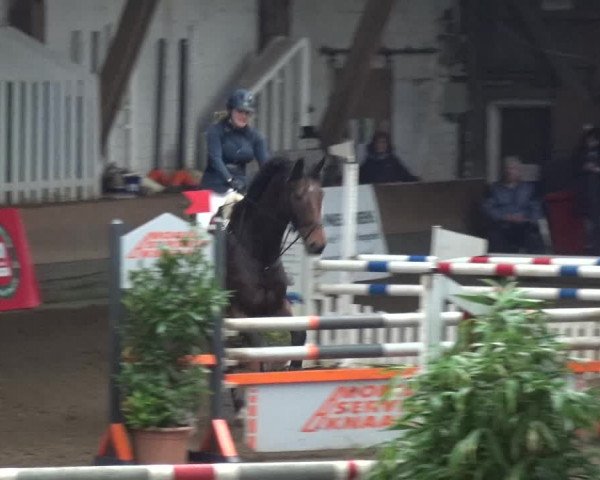 Reitturnier HH-Hummelsbüttel 2017