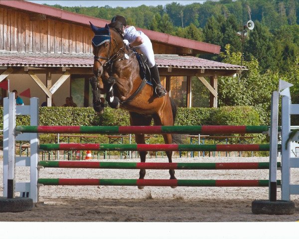 horse Rivaldo N (Württemberger, 1996, from Ricardo)