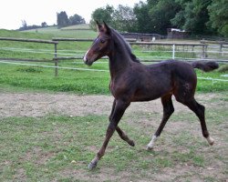 Springpferd Calvaro C (Holsteiner, 2012, von Carry)