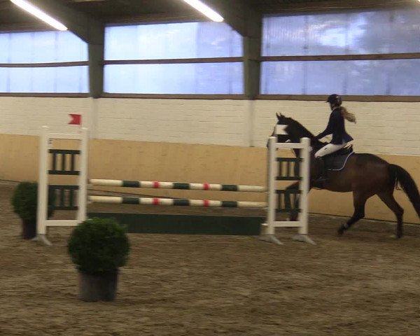 Reitturnier Datteln 2017
