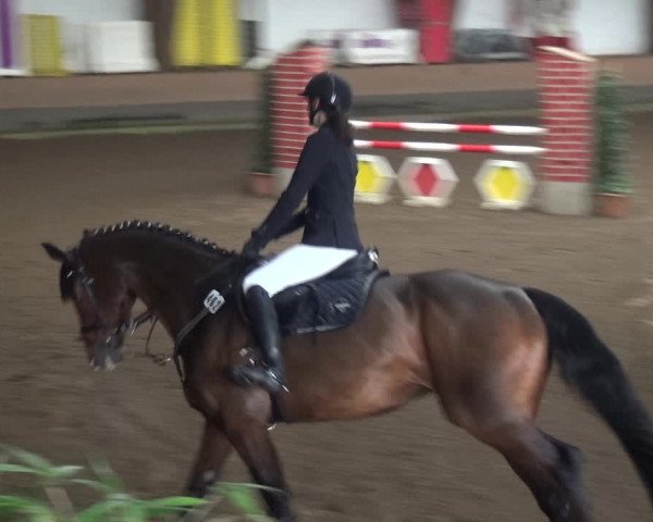 Reitturnier HH-Hummelsbüttel 2017