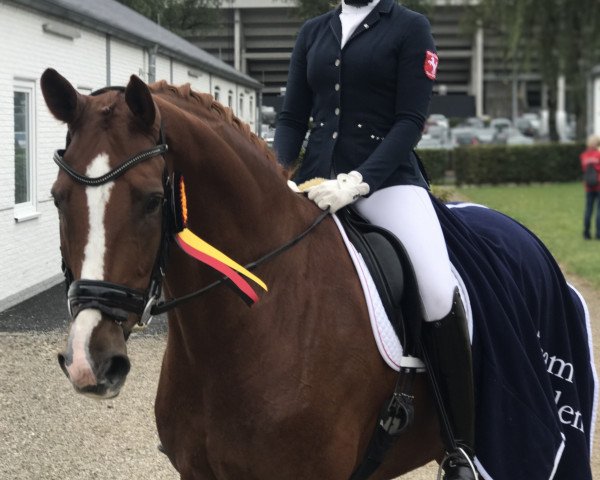 dressage horse Happy Hugo (Oldenburg, 2008, from Hoftanz)