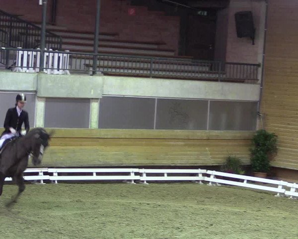 Reitturnier Paderborn 2017