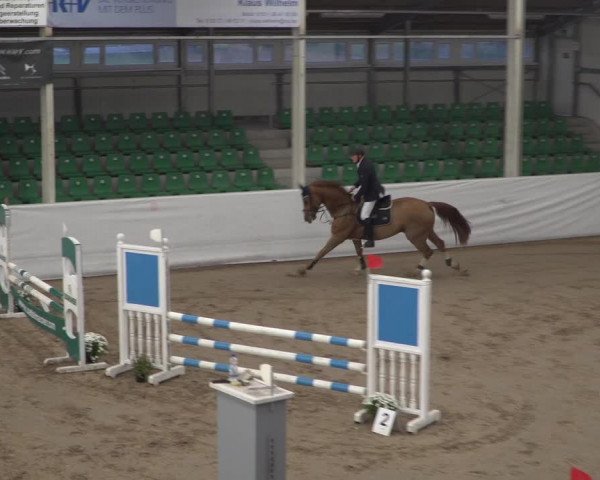 Reitturnier Zweibrücken 2017