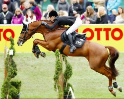 stallion Perigueux (Hanoverian, 2002, from Perpignon)