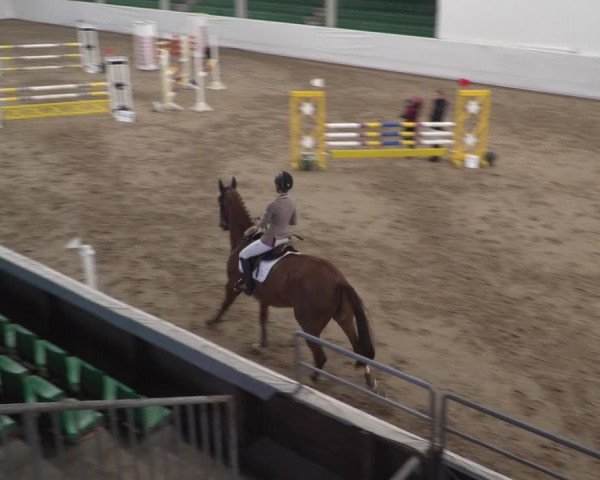 Reitturnier Zweibrücken 2017