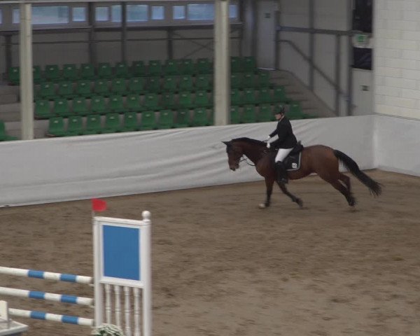 Reitturnier Zweibrücken 2017