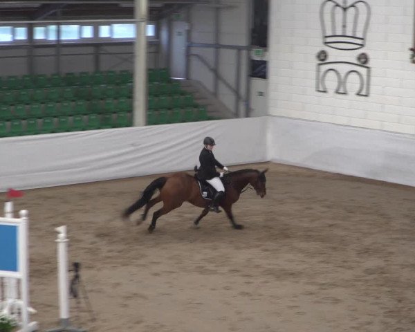 Reitturnier Zweibrücken 2017