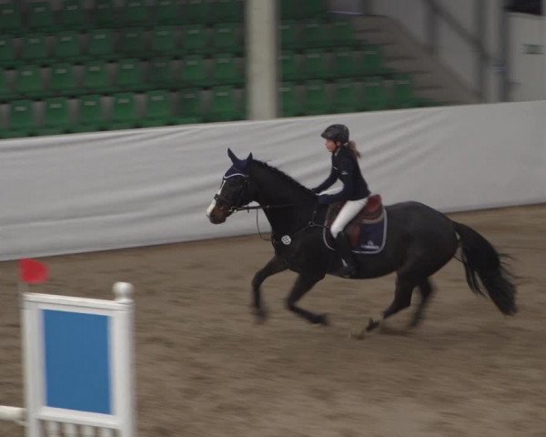 Reitturnier Zweibrücken 2017