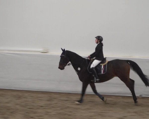 Reitturnier Zweibrücken 2017