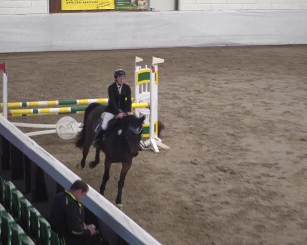Reitturnier Zweibrücken 2017