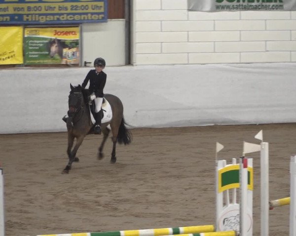 Reitturnier Zweibrücken 2017