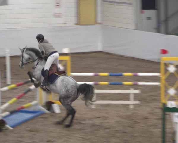 Reitturnier Zweibrücken 2017