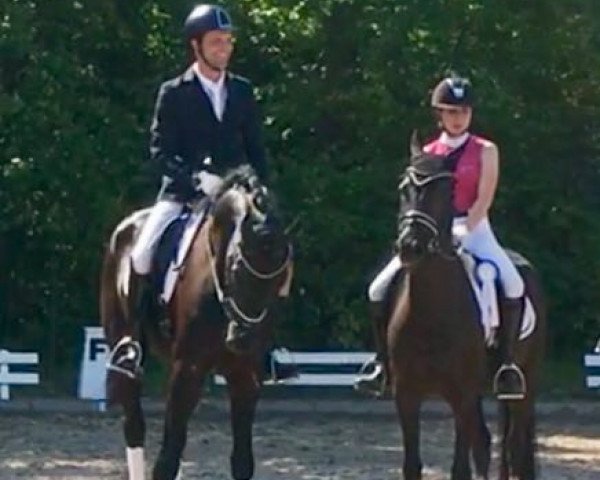 Dressurpferd Wirbel (Hannoveraner, 2012, von Auheim's del Magico FRH) Dressurpferd Wirbel (Hannoveraner, 2012, von Auheim's del Magico FRH)
