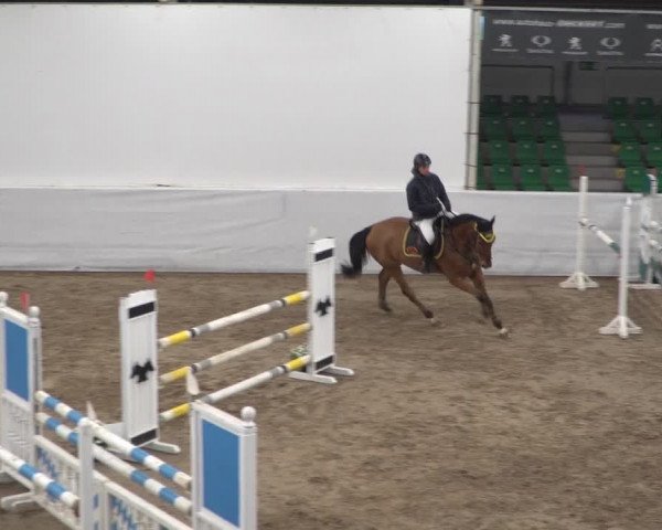 Reitturnier Zweibrücken 2017