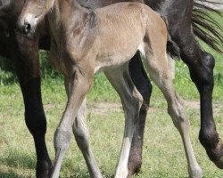 jumper Mad Max C Z (Zangersheide riding horse, 2018, from Million Dollar)