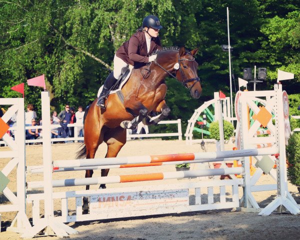 Springpferd Sofeeah (Hannoveraner, 2011, von Stalypso)