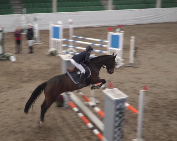 Reitturnier Zweibrücken 2017